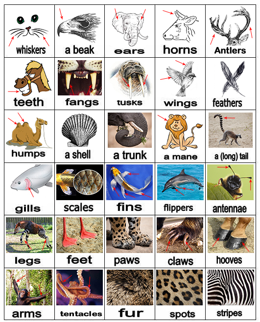 ENGLISH IN QUEL: ANIMALS BODY PARTS