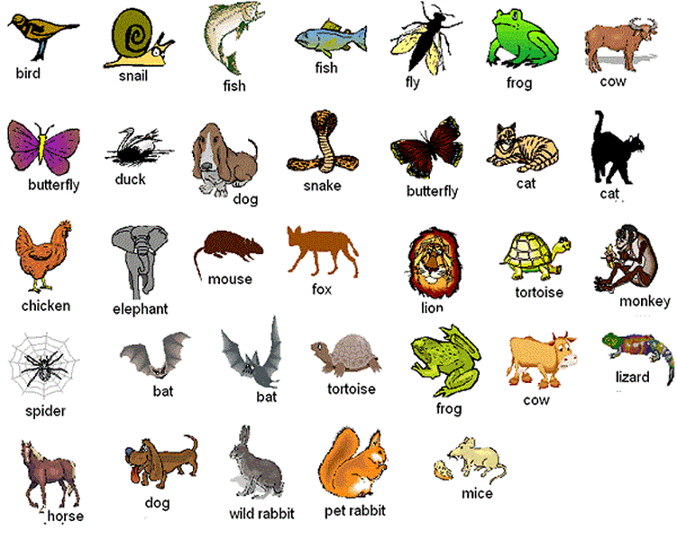 Learning about animals using pictures English lesson