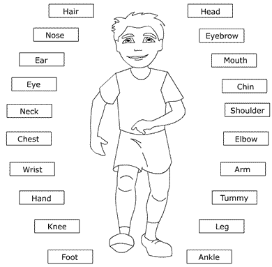 Human body parts learning parts of the human body English pictures