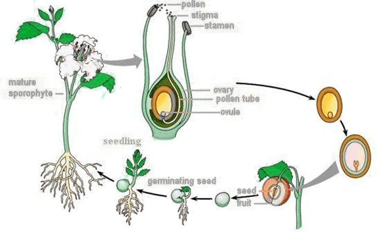 Picture of how a fruit develops from the a flower into a fruit with seeds