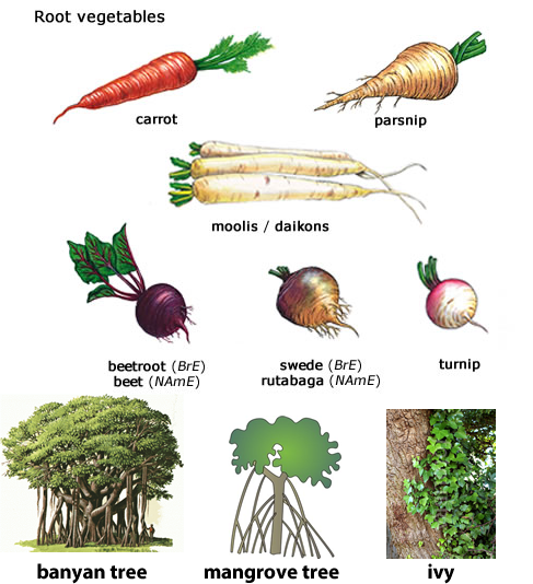 Learning about different types of roots