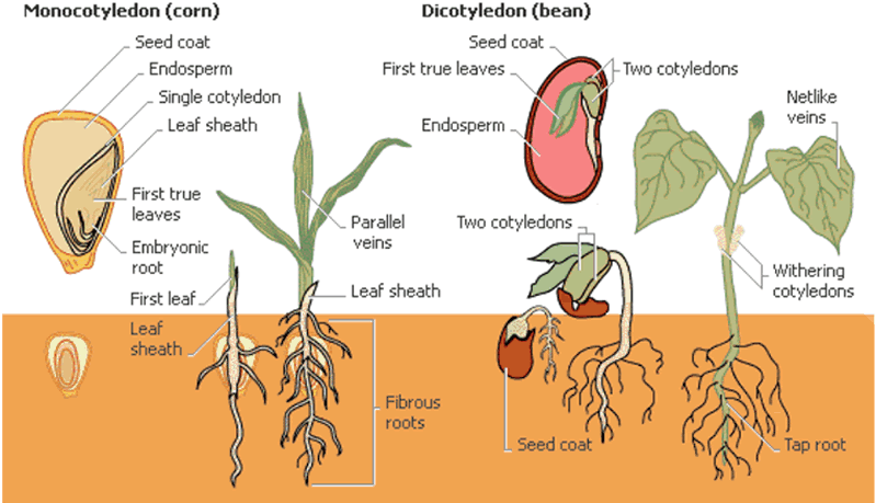 Detailed pictures of the difference between a moncot and a dicot features