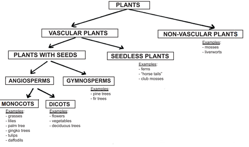 Classifications of flowering and non flowering plants