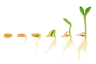 Stages if seed germanation. From a seed to a plant.