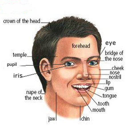 Learning the parts of the head and face