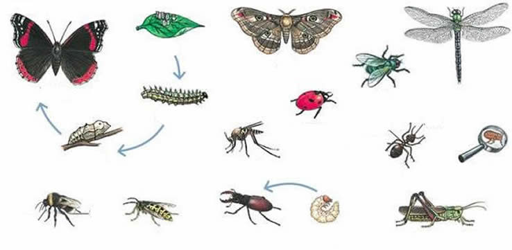 Different insects exercise 