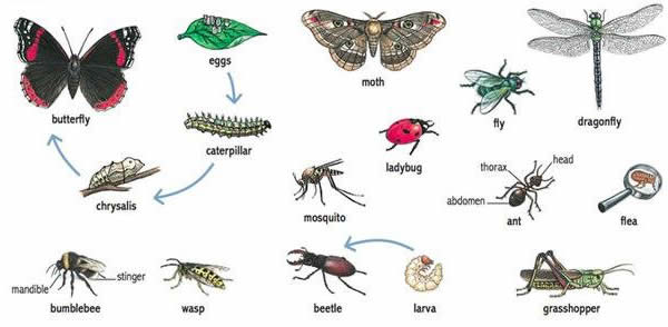 Learning about insects English lesson