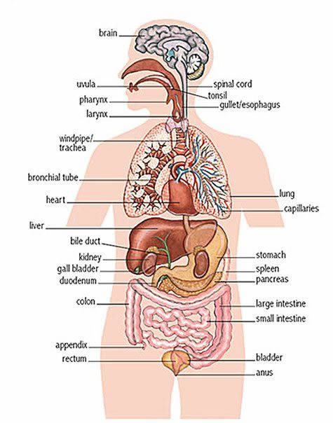 Internal organs of the human body English lesson