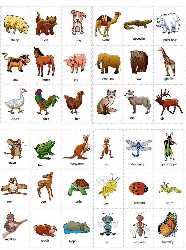 Learning animals names with pictures