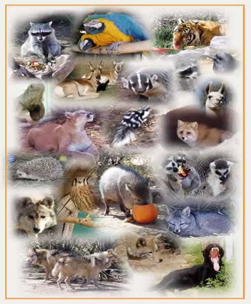 List of common animals a to z list