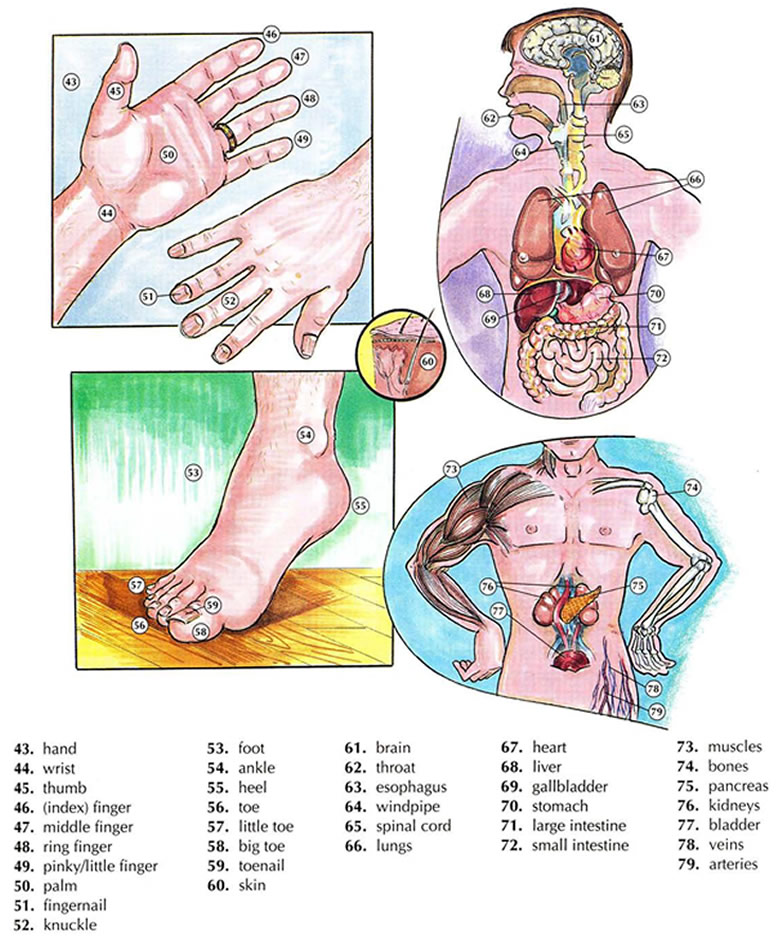Learning the body and anatomy vocabulary using pictures