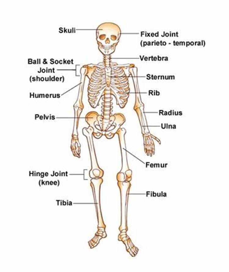 Learning about the human skeleton vocabulary