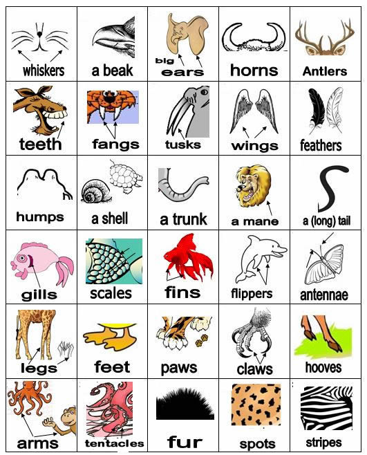 Learning about animals body parts