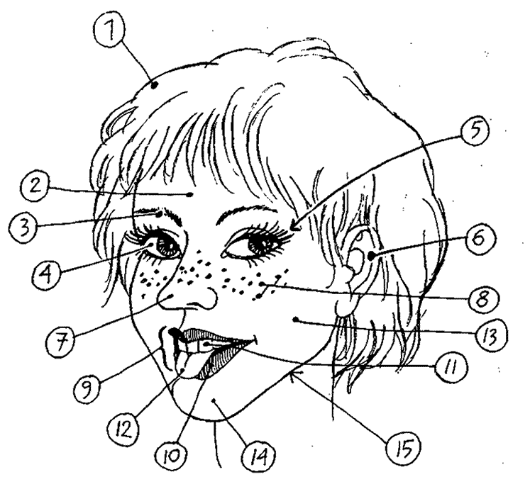 Face parts vocabulary learning English lesson