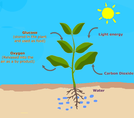 in the complete process of photosynthesis the in the complete process of photosynthesis the