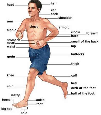 learning about the human body