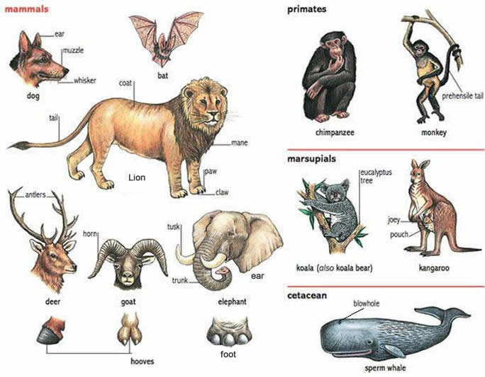 Animals and their names and parts learning English