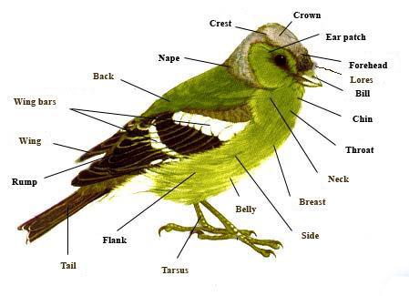 Learning the parts of a bird