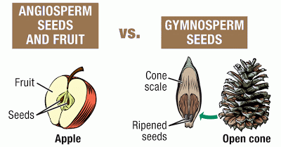 What are types of gymnosperms?