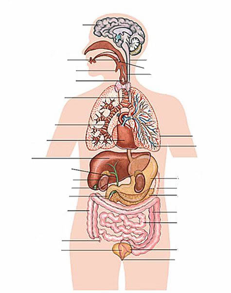 internal organs exercise