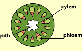 Learning about plant stems and what the vascular bundles are