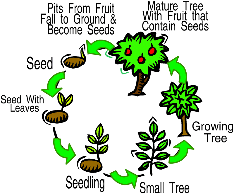 Life cycle of a flowering plant