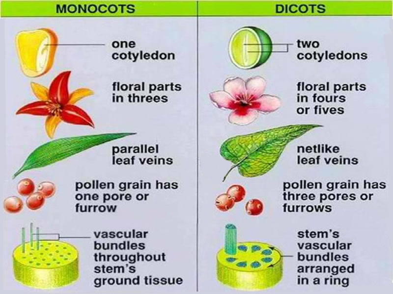 Learning the difference between monocots and dicots