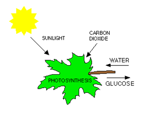 Learning about the process of photosynthesis in a plant