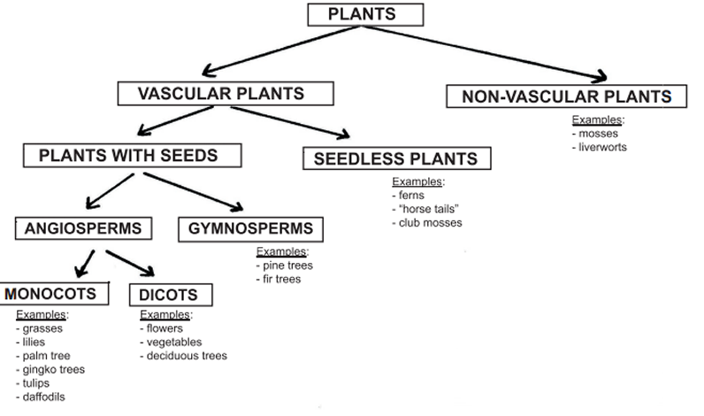 Classification Of Flowers Chart