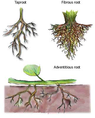 Tap roots and fibrous roots explained