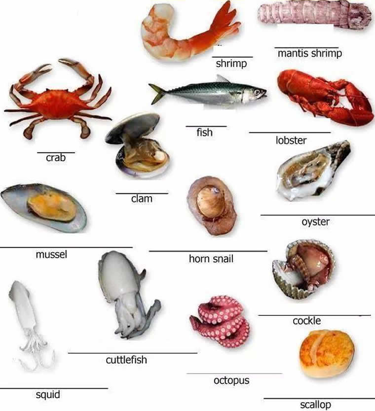 Learning the vocabulary for some basic seafood English lesson