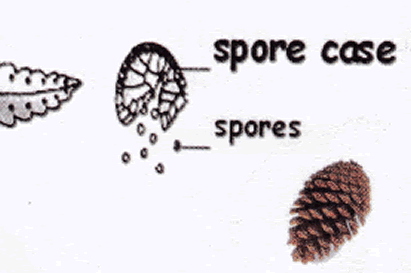 how non flowering plants reproduce using spores