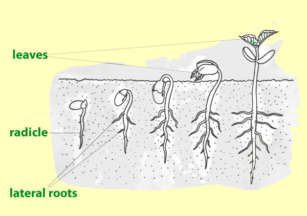 Plant life cycle of a flowering plant