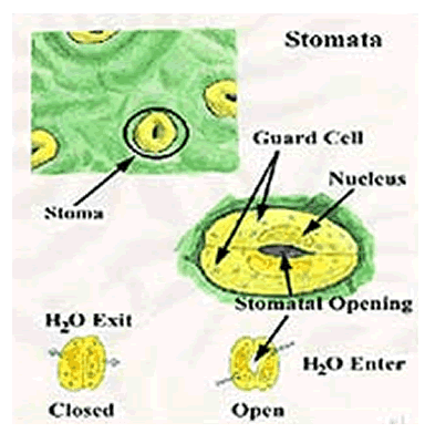 Learning about stamata in a leaf