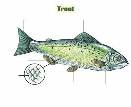 Exercise on the parts of a trout fish