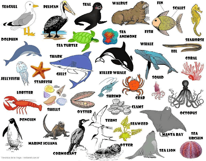 Learning the English vocabulary for sea animals English lesson
