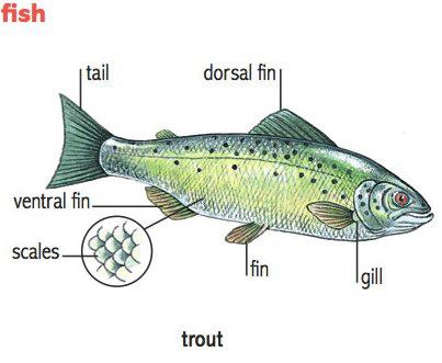 Learning the vocabulary for parts of a fish 