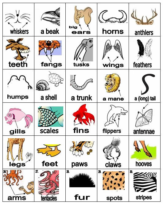 Learning English with pictures - Animals