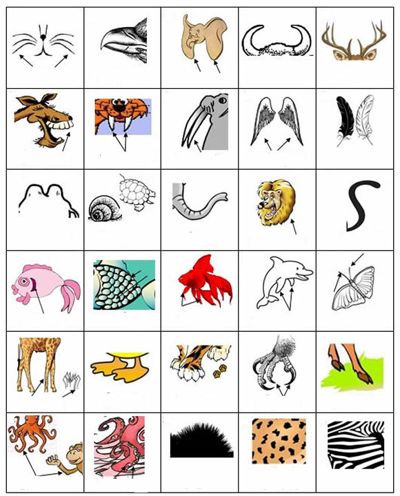Learning English with pictures - Animals