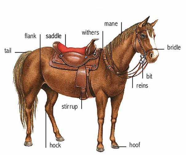 Horse Parts And Equipment Learning English