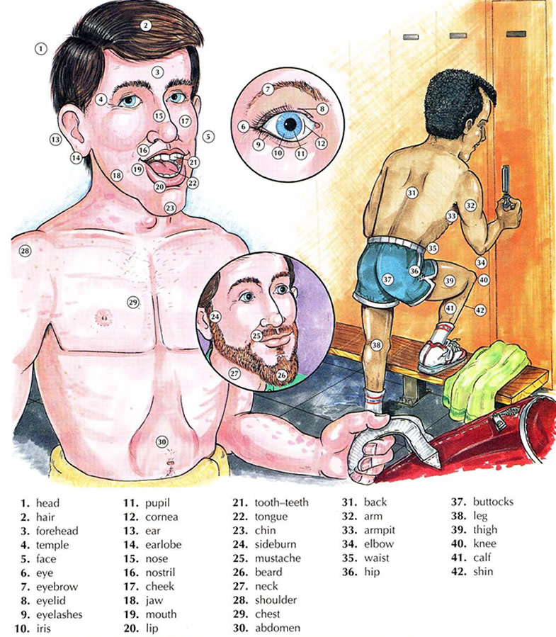 Body parts vocabulary. Learn the English vocabulary for body parts 