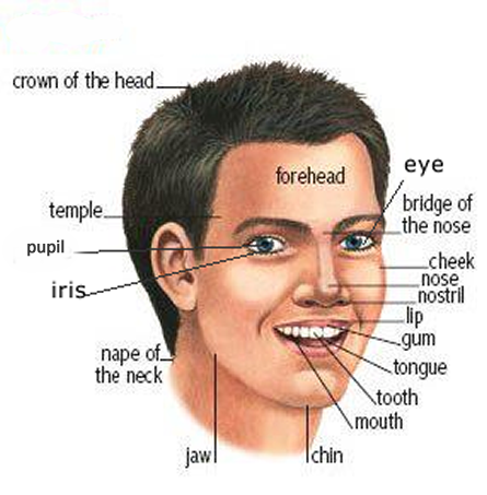 Face parts vocabualry learning English